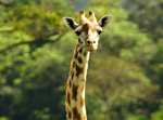 Giraffe - Thumbnail