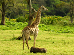 Giraffe and Warthog - Thumbnail