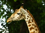Giraffe - Thumbnail