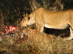 Serengeti Cat Fight