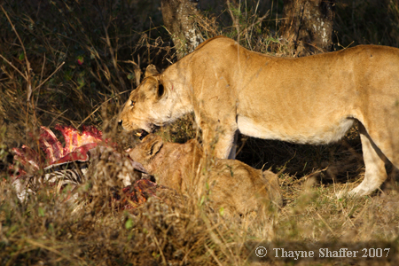 Cat Fight (1 of 6), Serengeti National Park, Tanzania - Â© Thayne Shaffer 2007