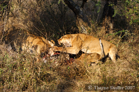 Cat Fight (2 of 6), Serengeti National Park, Tanzania - Â© Thayne Shaffer 2007