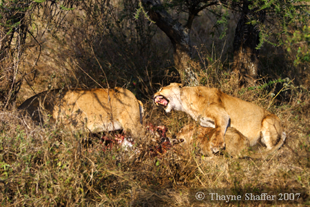 Cat Fight (3 of 6), Serengeti National Park, Tanzania - Â© Thayne Shaffer 2007