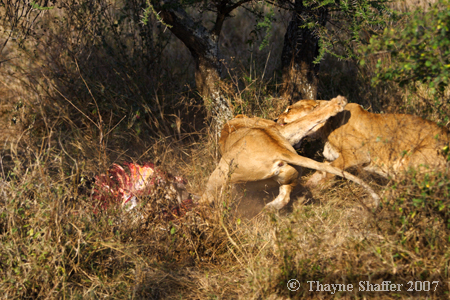 Cat Fight (4 of 6), Serengeti National Park, Tanzania - Â© Thayne Shaffer 2007