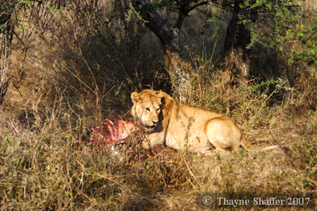 Cat Fight (5 of 6), Serengeti National Park, Tanzania - Â© Thayne Shaffer 2007