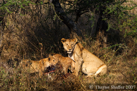 Cat Fight (6 of 6), Serengeti National Park, Tanzania - Â© Thayne Shaffer 2007