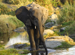 African Elephant - Thumbnail