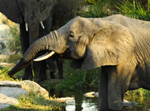 African Elephants - Thumbnail