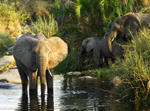 African Elephants- Thumbnail