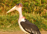 Marabou Stork- Thumbnail