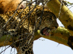 Leopard - Thumbnail