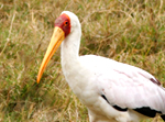 Yellow Billed Stork - Thumbnail