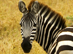 Zebras - Thumbnail