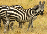 Zebras - Thumbnail