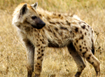 Spotted Hyena - Thumbnail