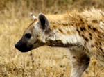 Spotted Hyena - Thumbnail