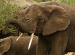 African Elephant - Thumbnail