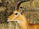 Impala Buck - Thumbnail