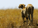 Cheetah - Thumbnail