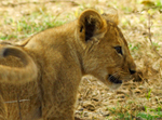 Lion Cub - Thumbnail