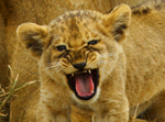 Lioness and Cub - Thumbnail