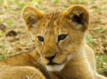 Lion Cub - Thumbnail