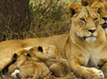 Lioness Nursing Cubs - Thumbnail