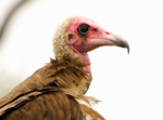 Lappet-faced Vulture - Thumbnail