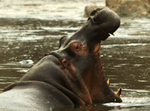 Hippopotamus - Thumbnail