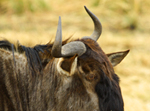 Wildebeest - Thumbnail