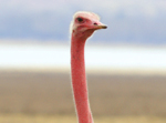 Male Masai Ostrich - Thumbnail