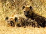 Spotted Hyena Family - Thumbnail