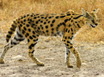 Serval Cat - Thumbnail