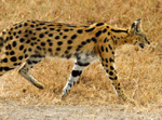 Serval Cat - Thumbnail