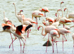 Flamingos - Thumbnail